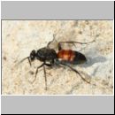 Evagetes proximus - Wegwespe w01b 11mm - Sandgrube Niedringhaussee-det.jpg